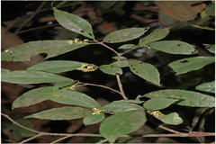 Mallotus stenanthus